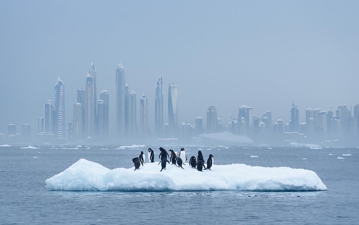 winter in dubai penguins