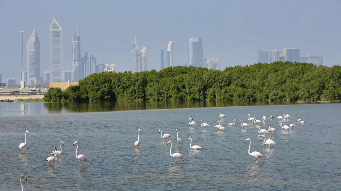 Ras-Al-Khor-Wildlife-Sanctuary-Tourist-Attractions-In-UAE