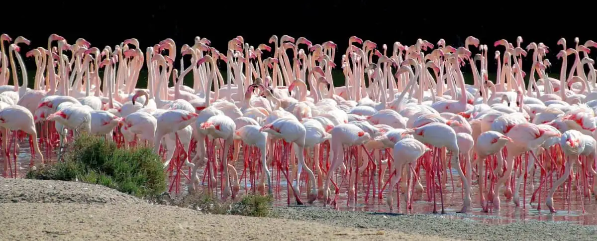 Ras Al Khor Wildlife Sanctuary in Dubai